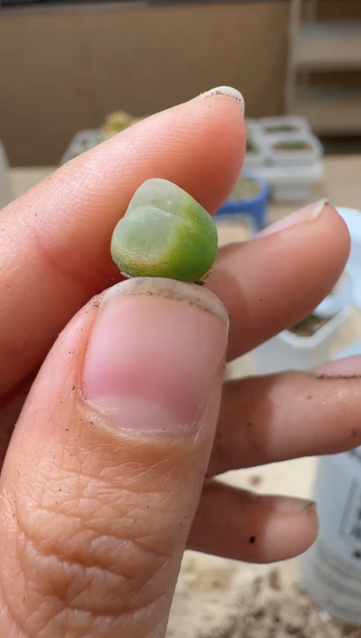 10-186多肉植物肉锥