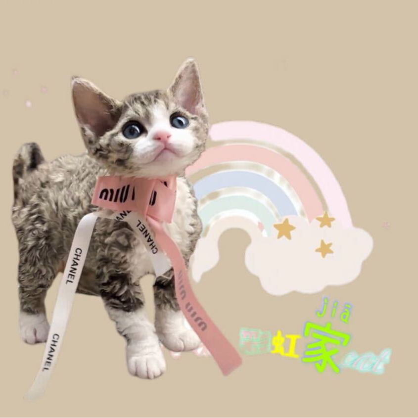 【彩虹德文定金】德文卷毛猫精品活体 下单问客服