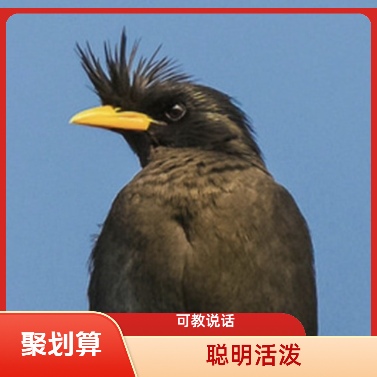 聪明伶俐的小林摆件顺丰包（下单看看清购买须知）