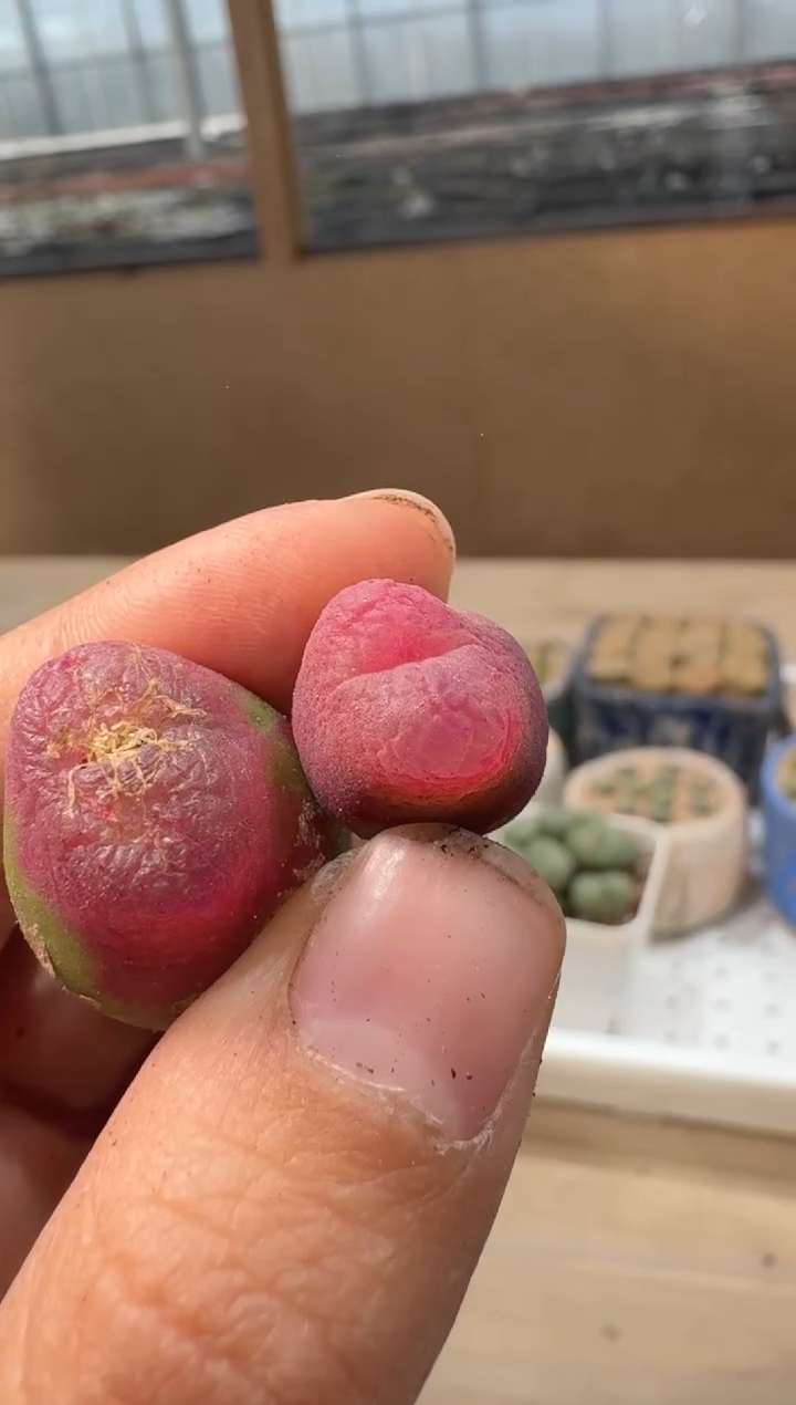 24-15多肉植物肉锥