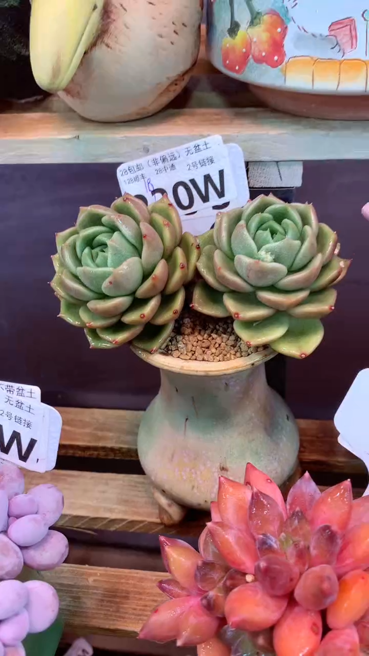 220W（一物一拍，精品多肉，w所见即所得 ）