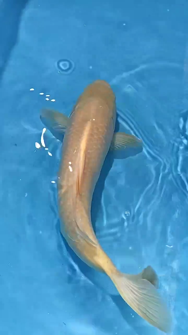 锦鲤太饱锦鲤36cm-48cm不包邮到付具体尺寸和品类以直播间为准