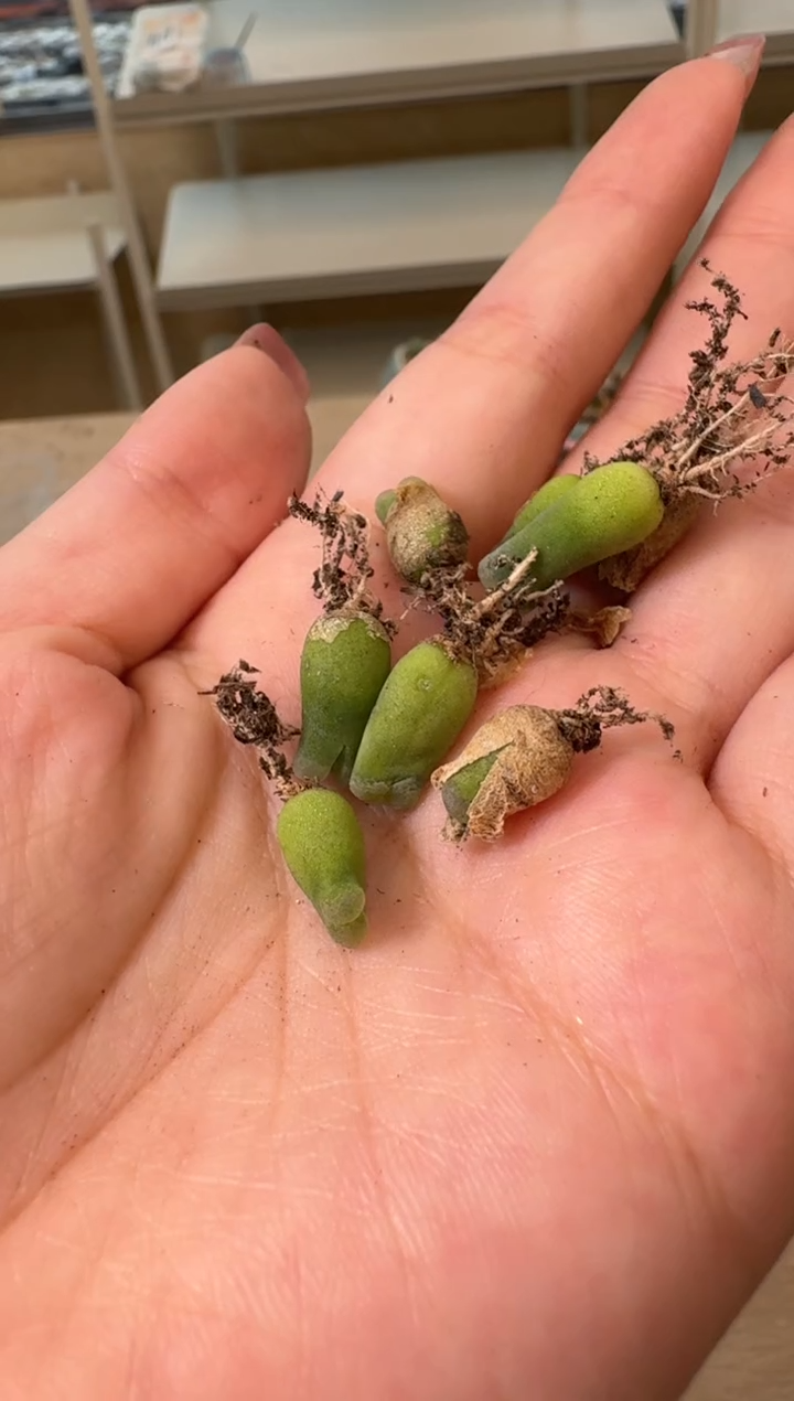 27-58多肉植物肉锥