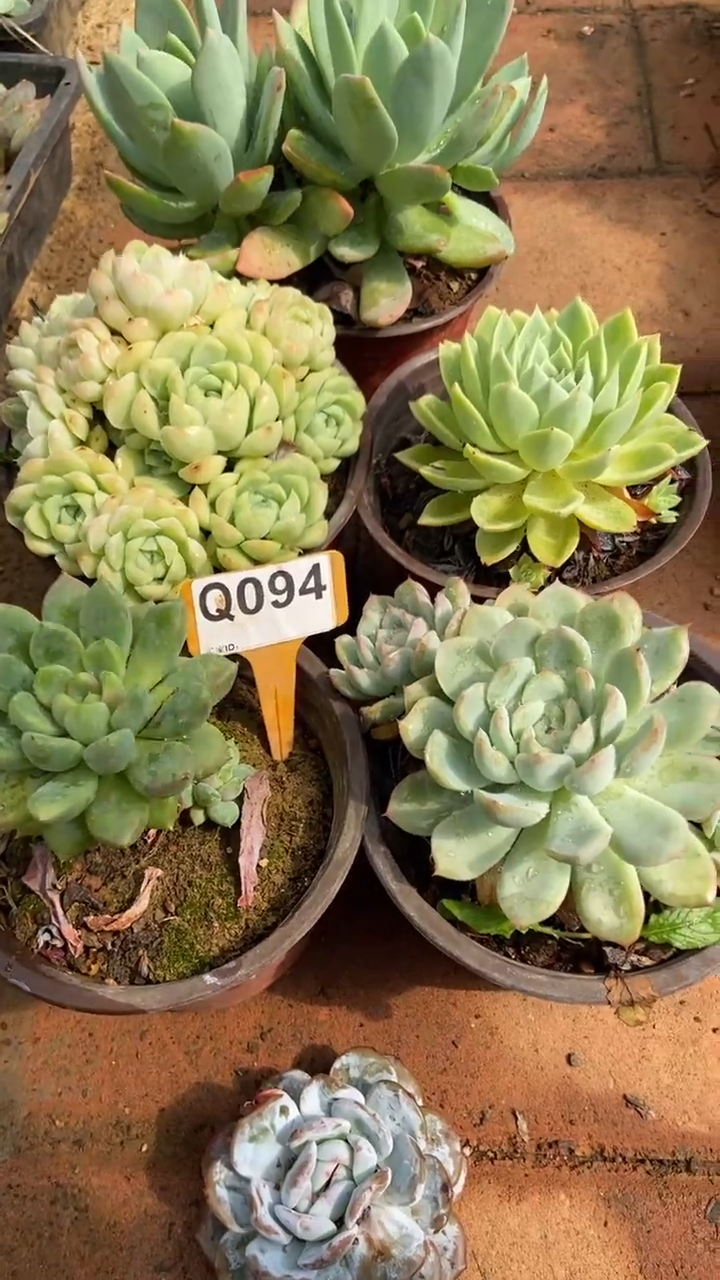 Q094多肉组合默认脱土发货
