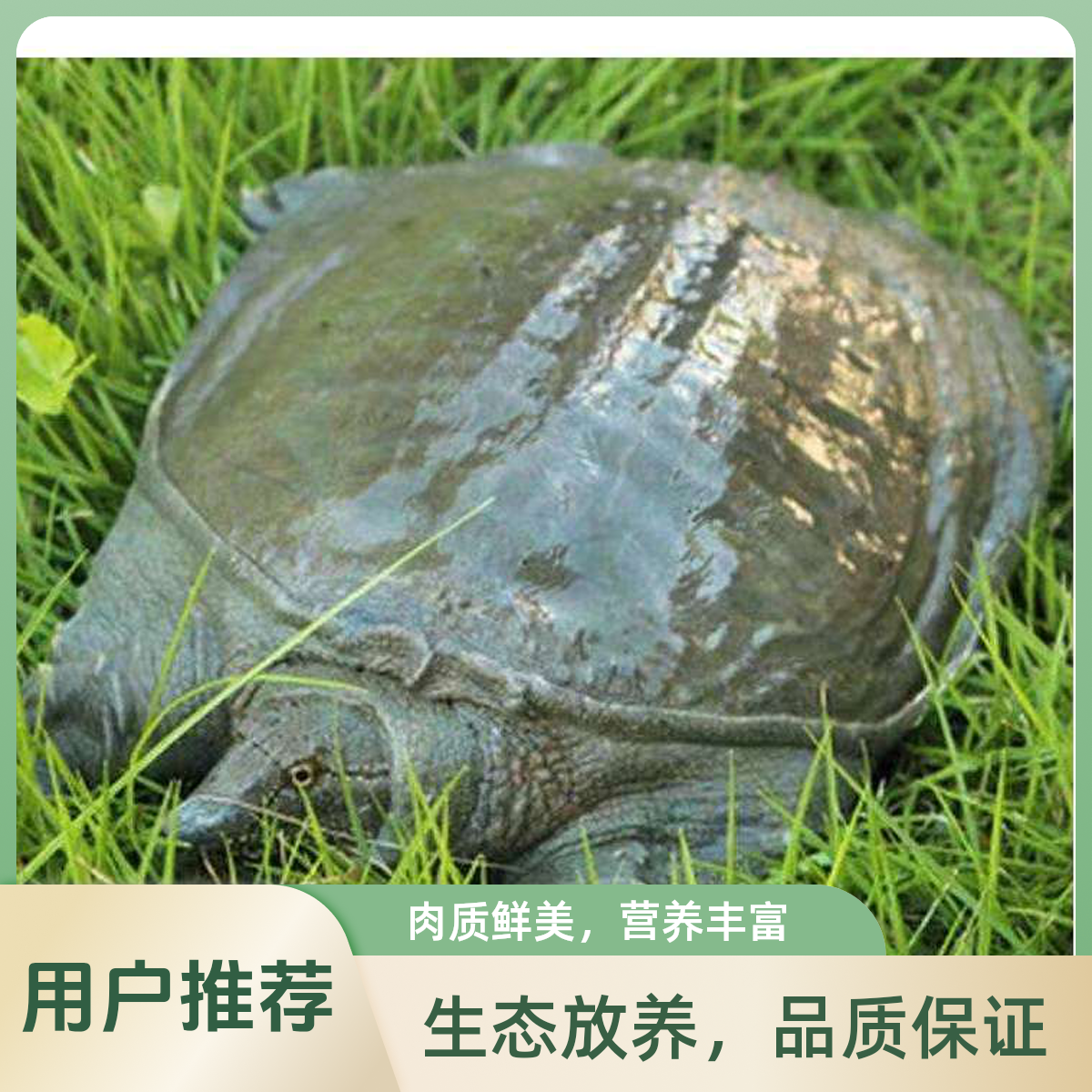 4只6-5斤 汉寿外塘生态甲鱼 鲜活发货 保活到家