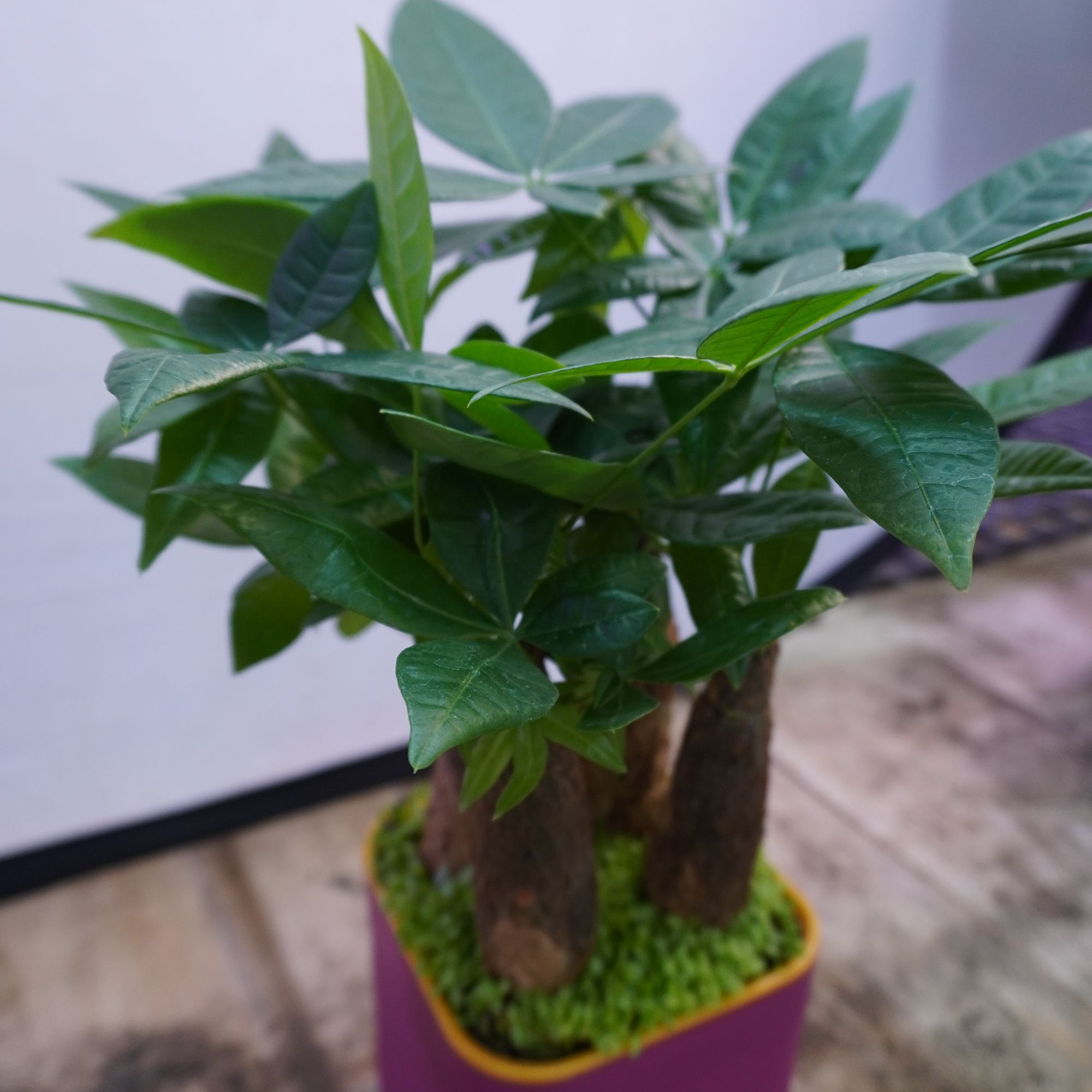 方杯水培森林发财树