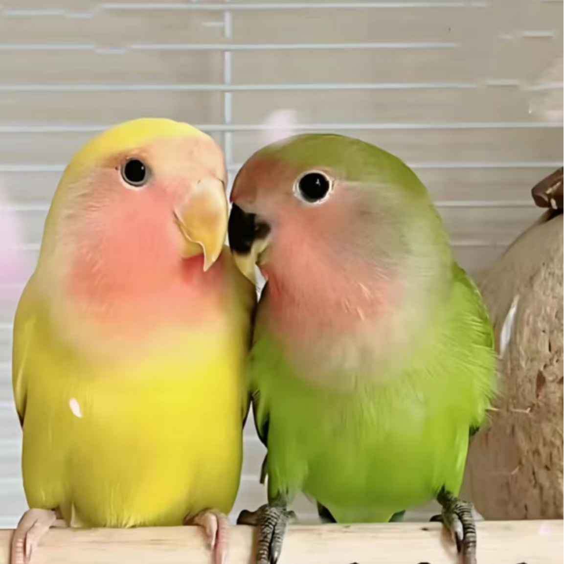 手养牡丹鹦鹉活体好养可上手亲人宠物鸟