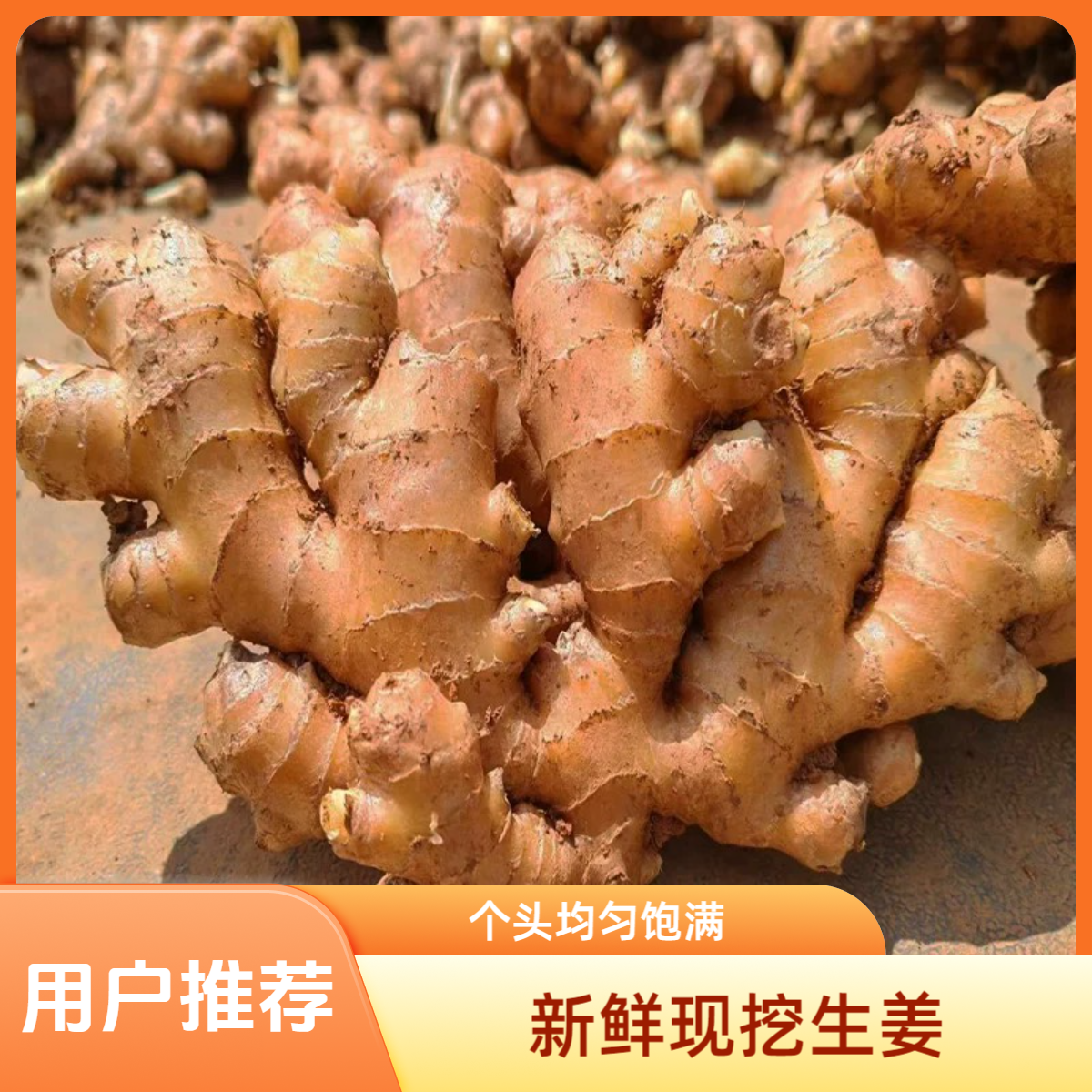 黄姜云南高原小黄姜5斤