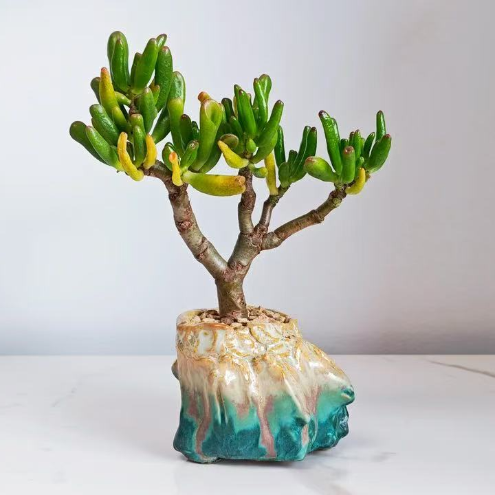 狼盆&手捏&各种款式 (口径4-7）