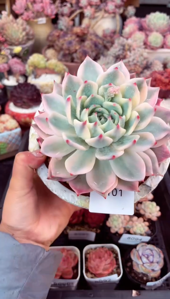【闪购商品】8101单头吉娃娃锦多肉