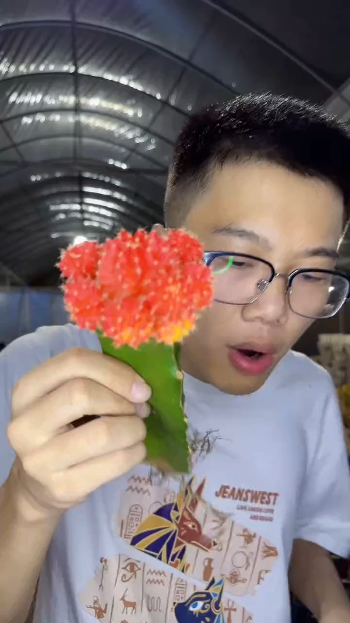 3颗 红牡丹自然锦【嫁接】