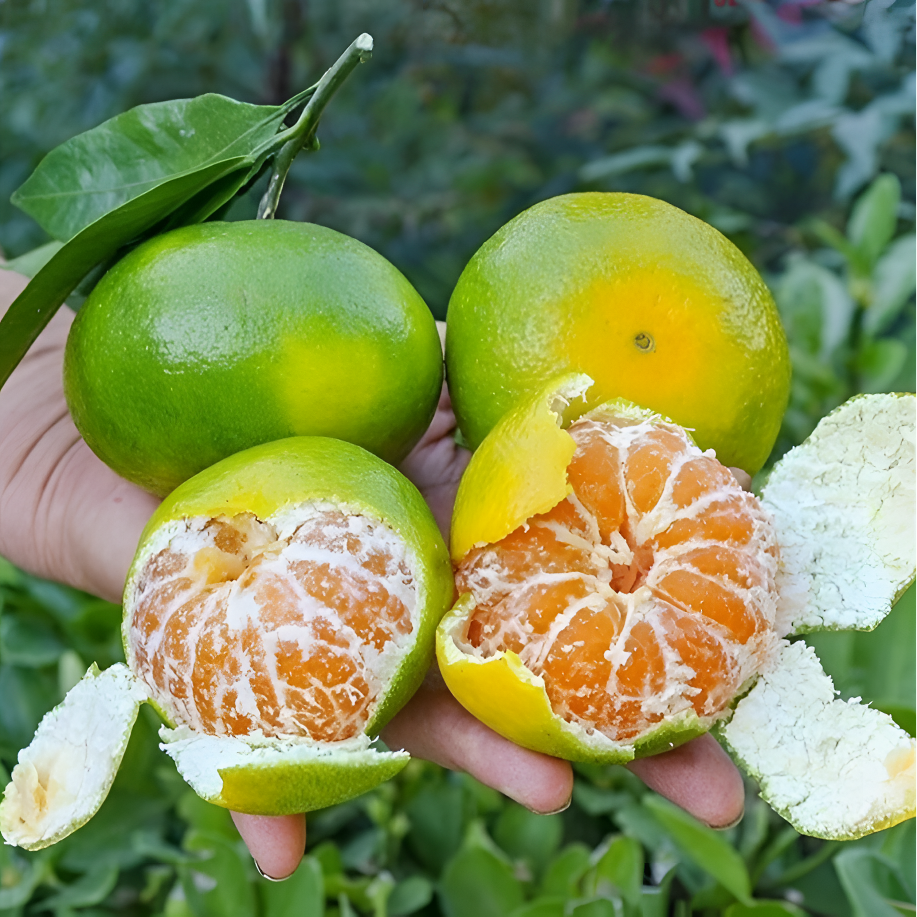 青皮蜜桔无籽酸甜多汁薄皮新鲜当季现摘孕妇水果云南水果当季桔子