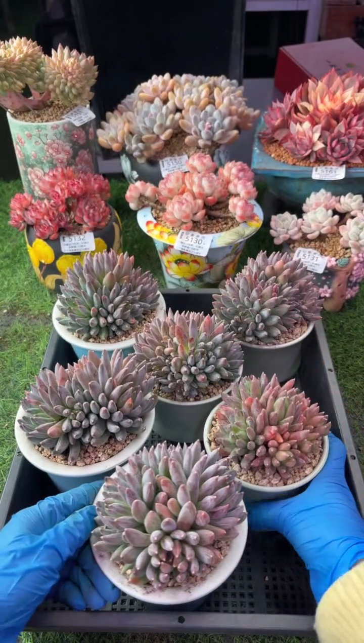 昆明印象多肉 炫彩星1颗