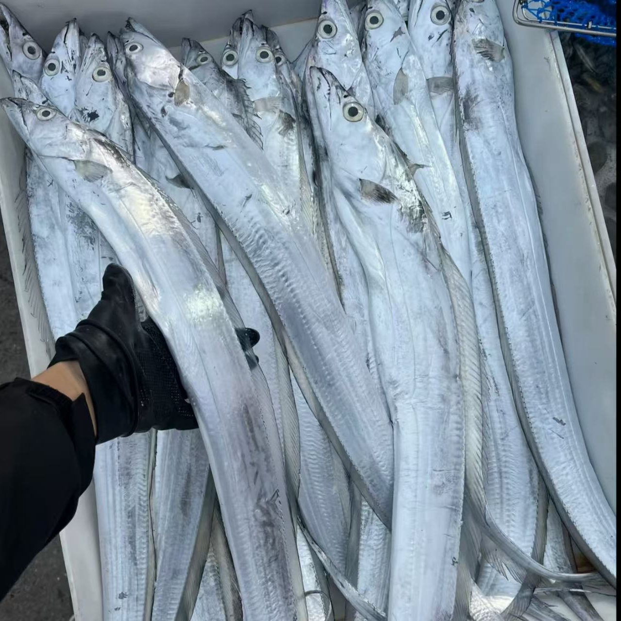 【顶带】-黄海湾小眼睛油带鱼-整条带鱼-顺丰包邮