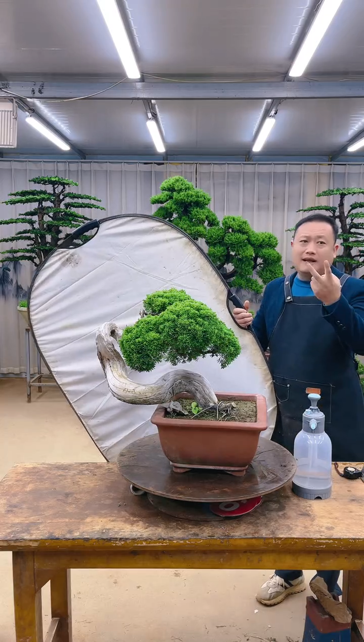 无花朵精品盆景  一物一拍