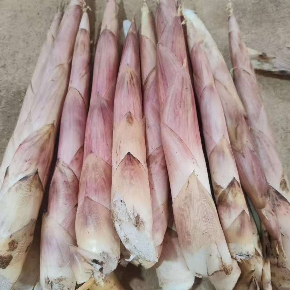 鲜嫩春笋（本地笋）适合火锅