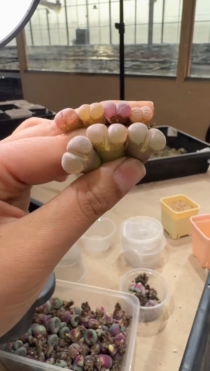 25-144多肉植物肉锥