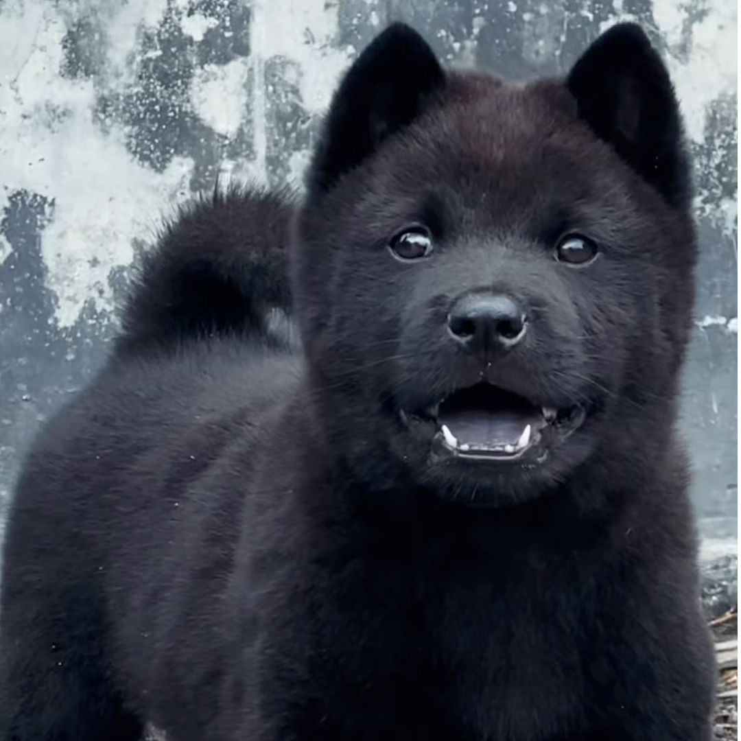 中华田园犬五黑犬四黑犬土松活体宠物