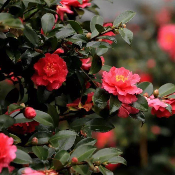 【茶梅花财神】树形状冬季开花耐寒易养护 花期长冬季爆花庭院植物 