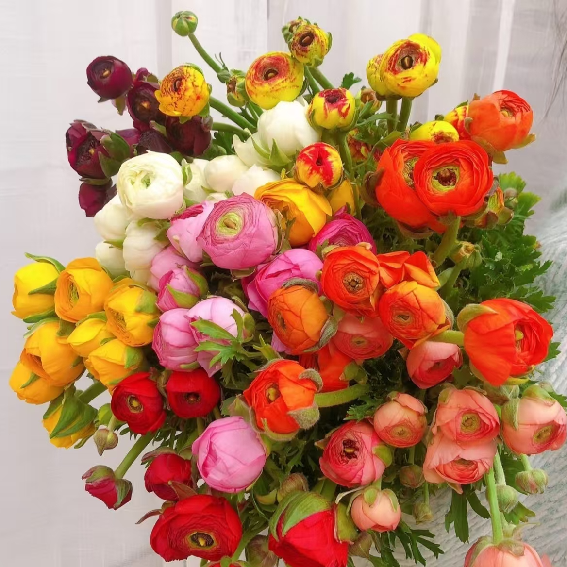 【洋牡丹】云南鲜花基地直发鲜切任意鲜花拍两单升级顺丰三单送配草