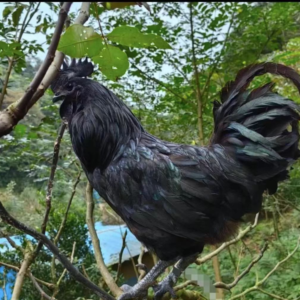 贵州农家林下散养乌骨鸡 肉质紧实 软糯Q谈 活体宰杀包冰率不含冰