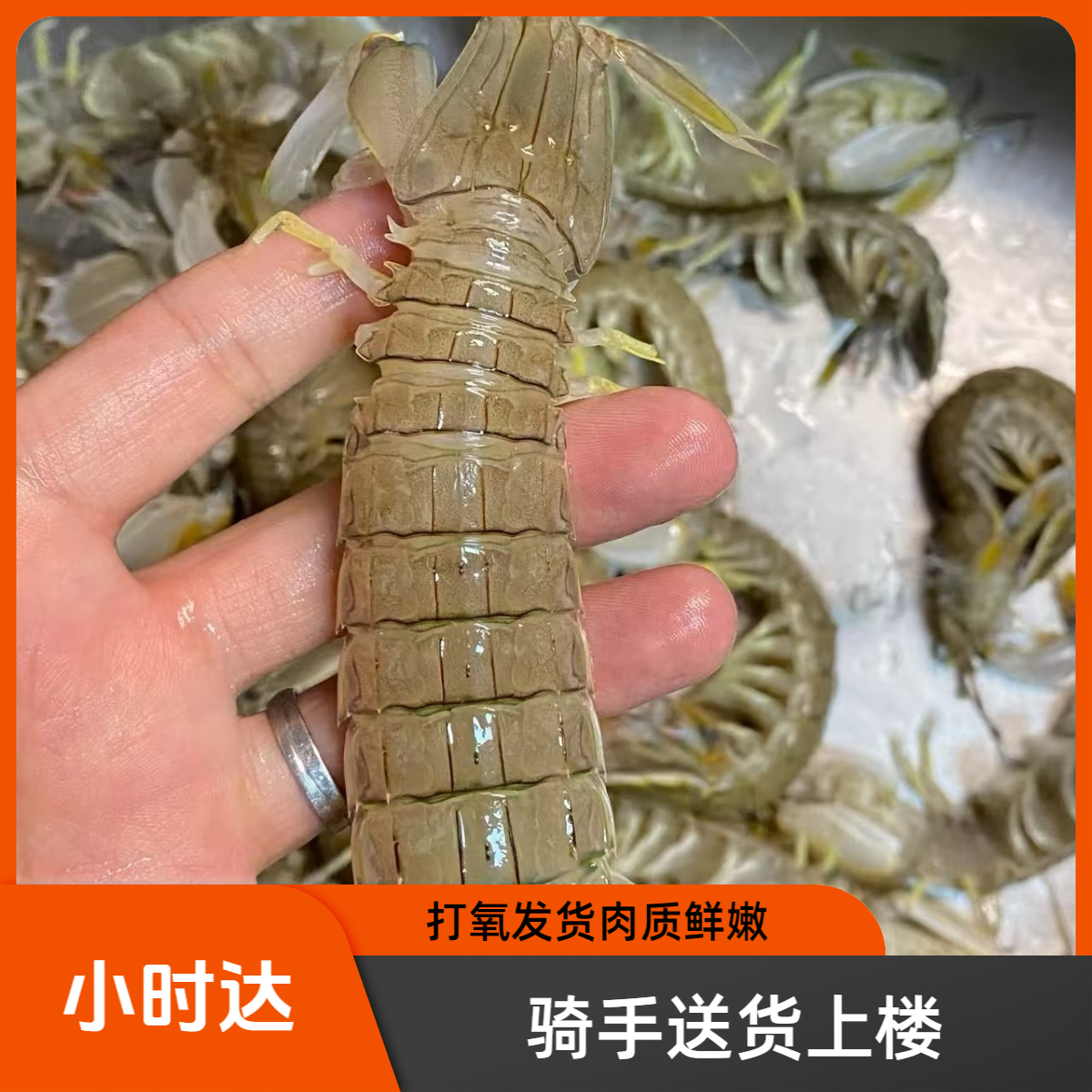 【鲜活皮皮虾】东港本地皮皮虾公母混2-5斤打氧发出保鲜不保活