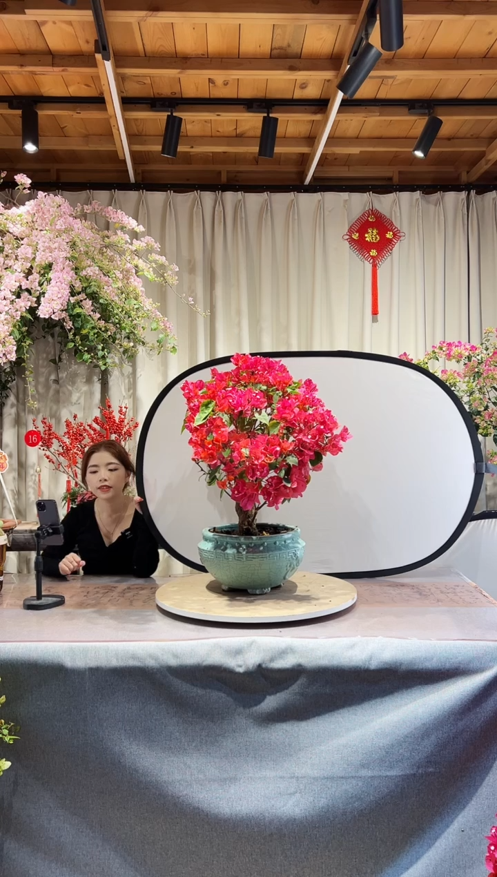 【闪购商品】盆景同安红