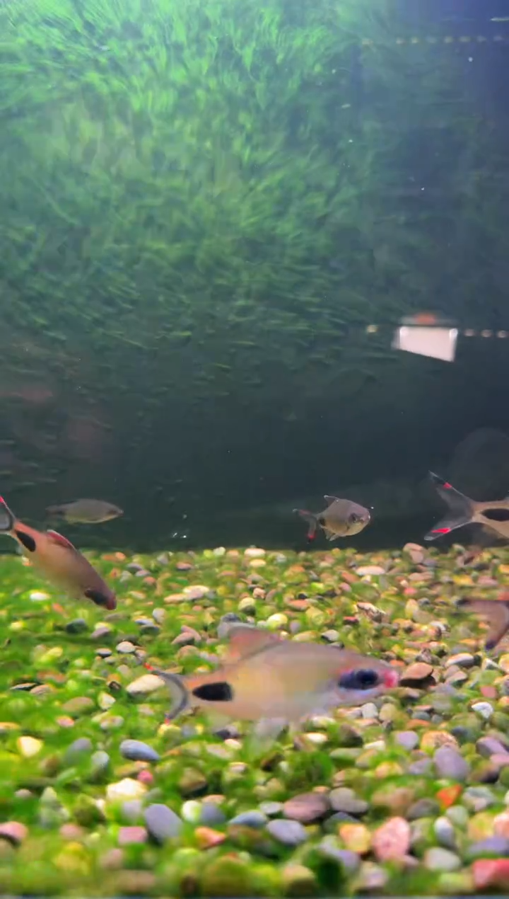 工具鱼红旗蓝黑影道人（5-6）3条