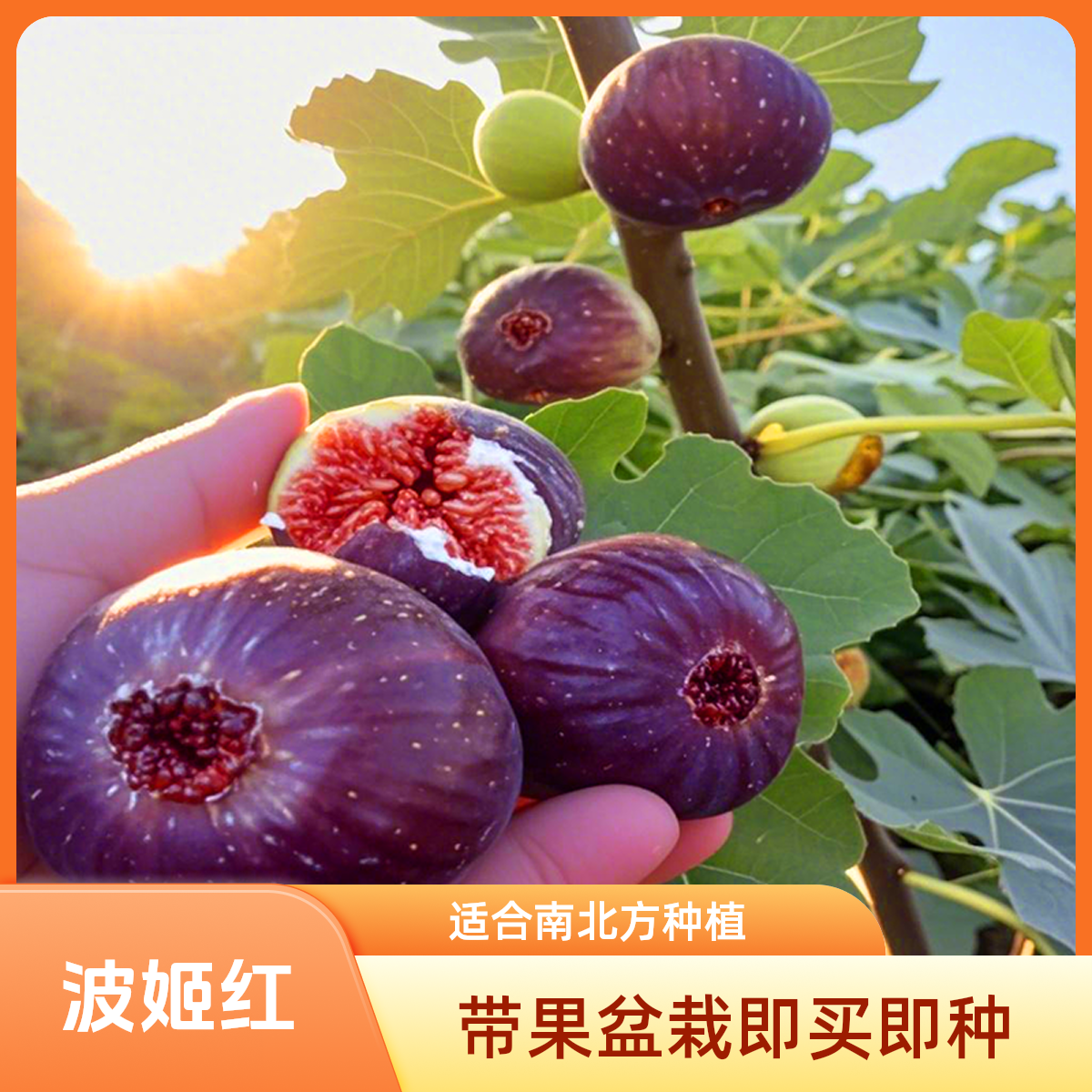 【波姬红】无花果树果苗带果盆栽阳台庭院南北方可种植矮化耐寒