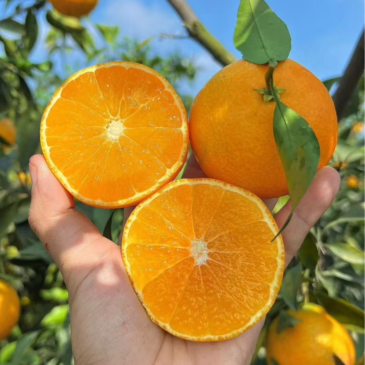 【无籽砂糖橘】正宗香橙嫁接 果子很大 非常甜 南方北方都可以种植