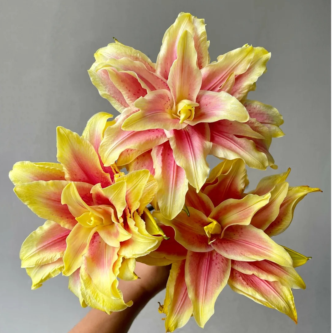 【源头优选】金玉满堂 吸色重瓣香水百合花水养插花用云南直发鲜花