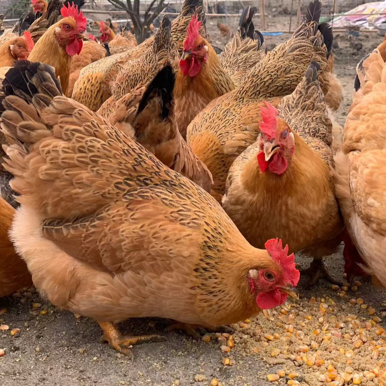 （10-9斤）农家1年散养黄油老母鸡 新鲜现杀 冰鲜保存