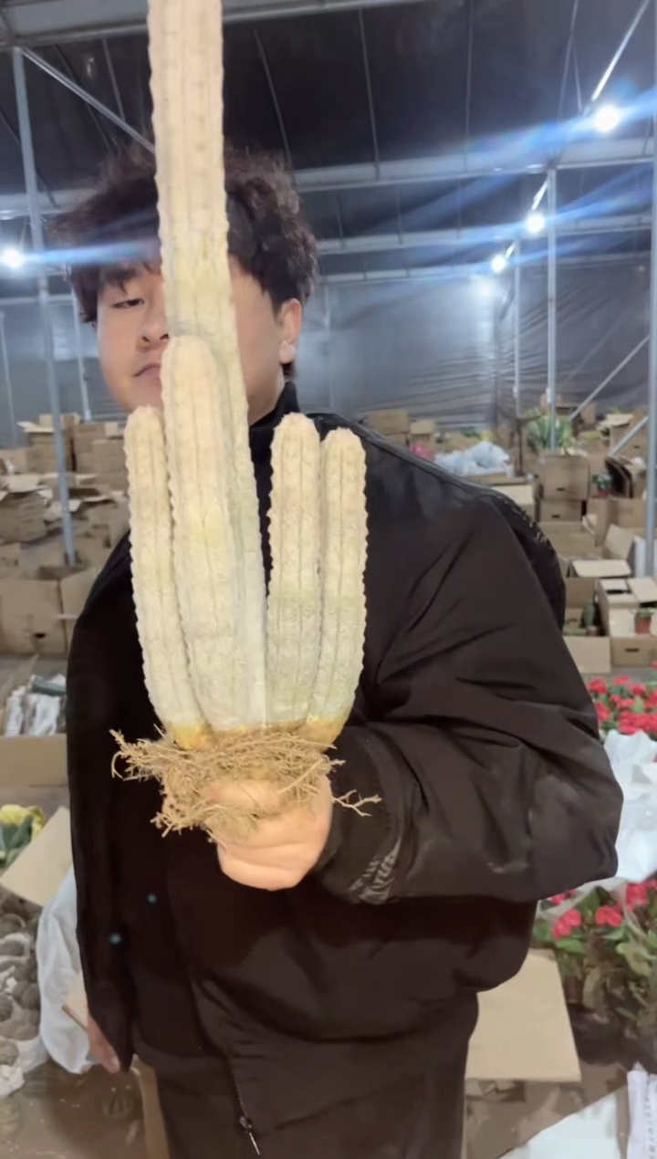 【闪购商品】5头起发 亚迪麒麟