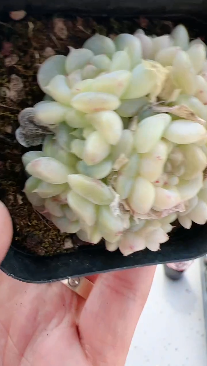 【闪购商品】晶-48