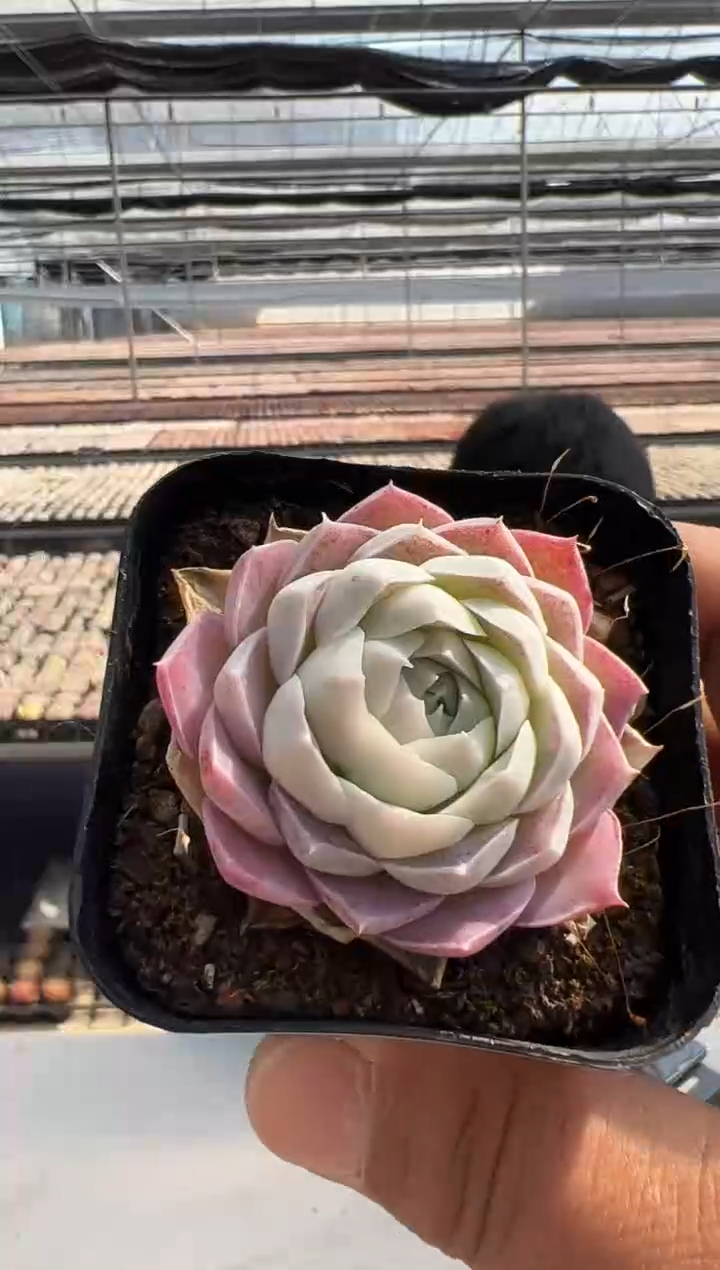 【闪购商品】新款多肉-153