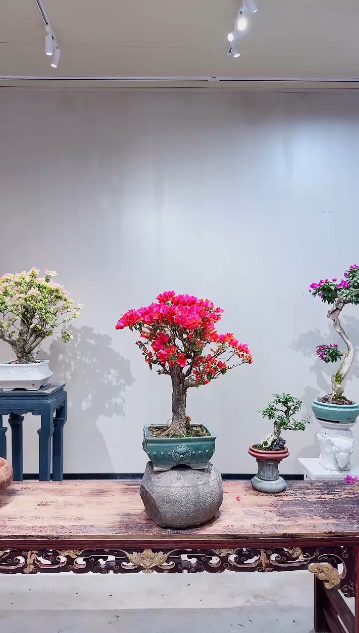 【闪购商品】盆景海岛红 