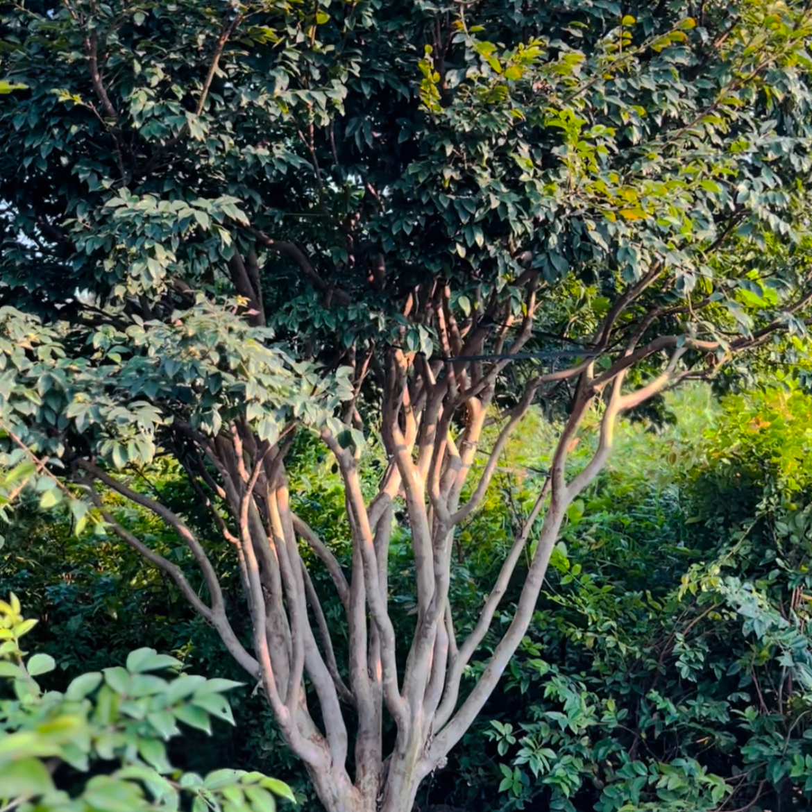 25年大福冈高端庭院种植