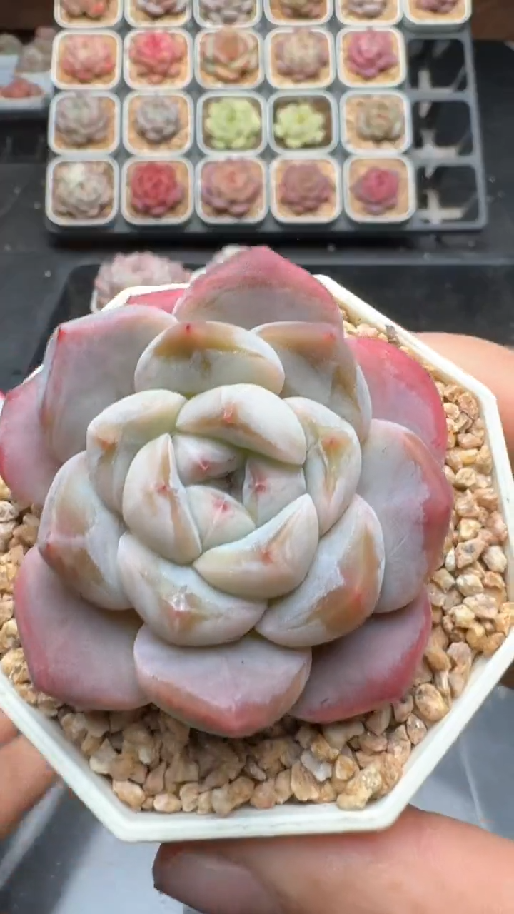 【闪购商品】802号珍妮多肉一物一拍3单包邮