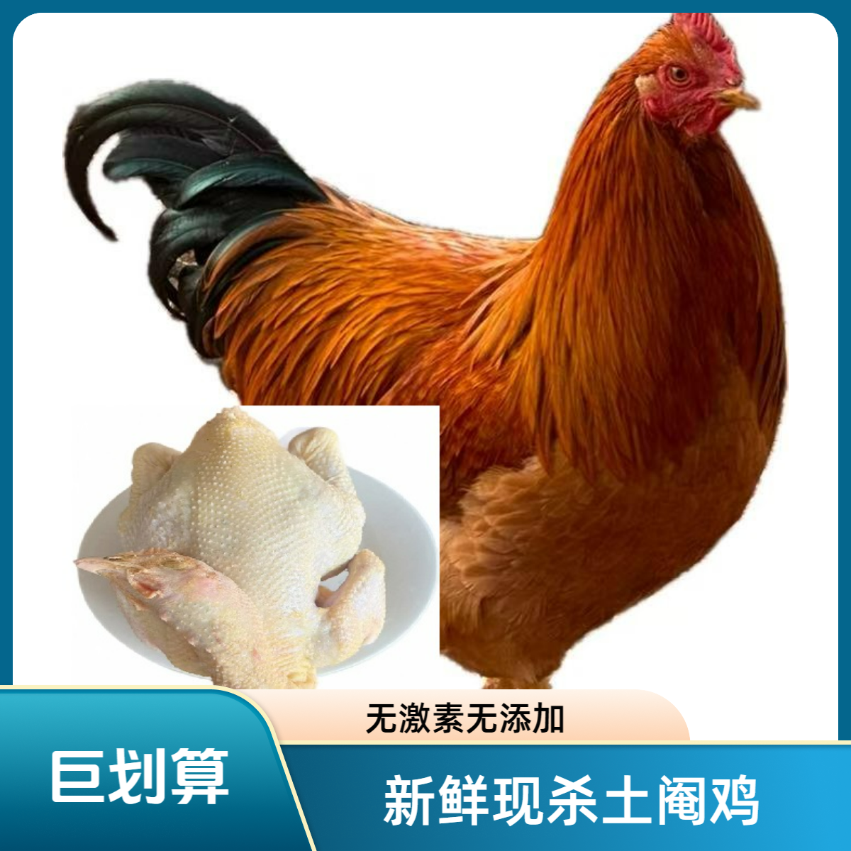 灵山松山林散养250天以上土阉鸡现杀生鲜急冻锁鲜顺丰包邮到家