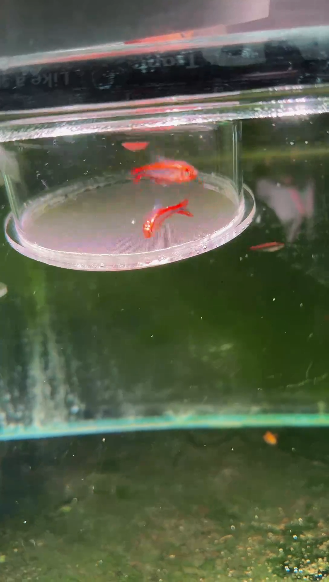 灯科鱼内金红HY*2（有黑点、黑色素）