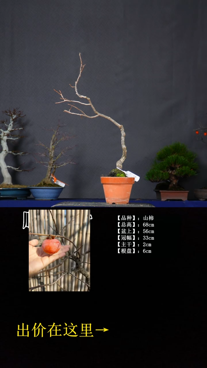 无花朵山柿 不包邮