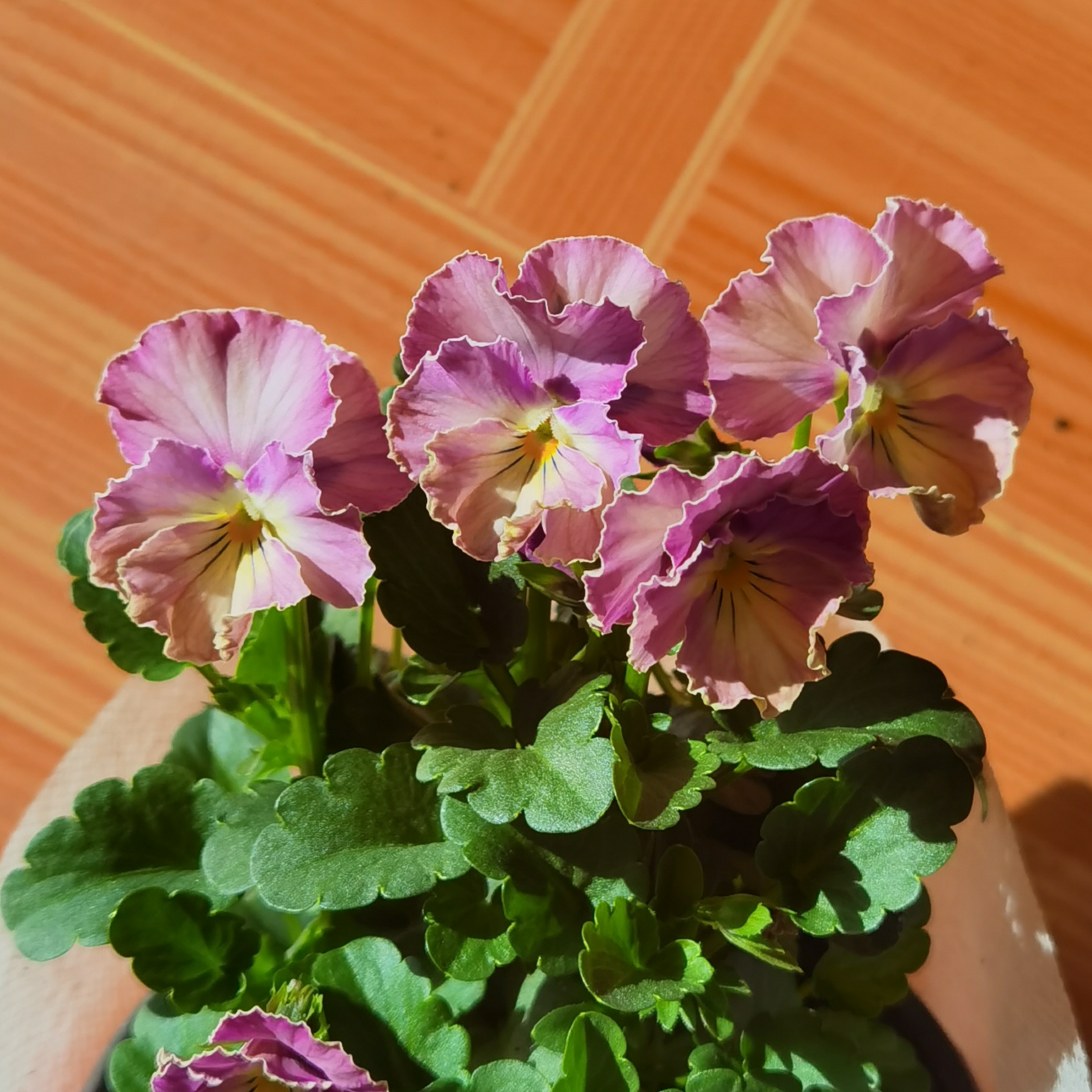 【年终清棚】角堇拍四发五过年花卉清棚春节带花带花苞阳台庭院客厅