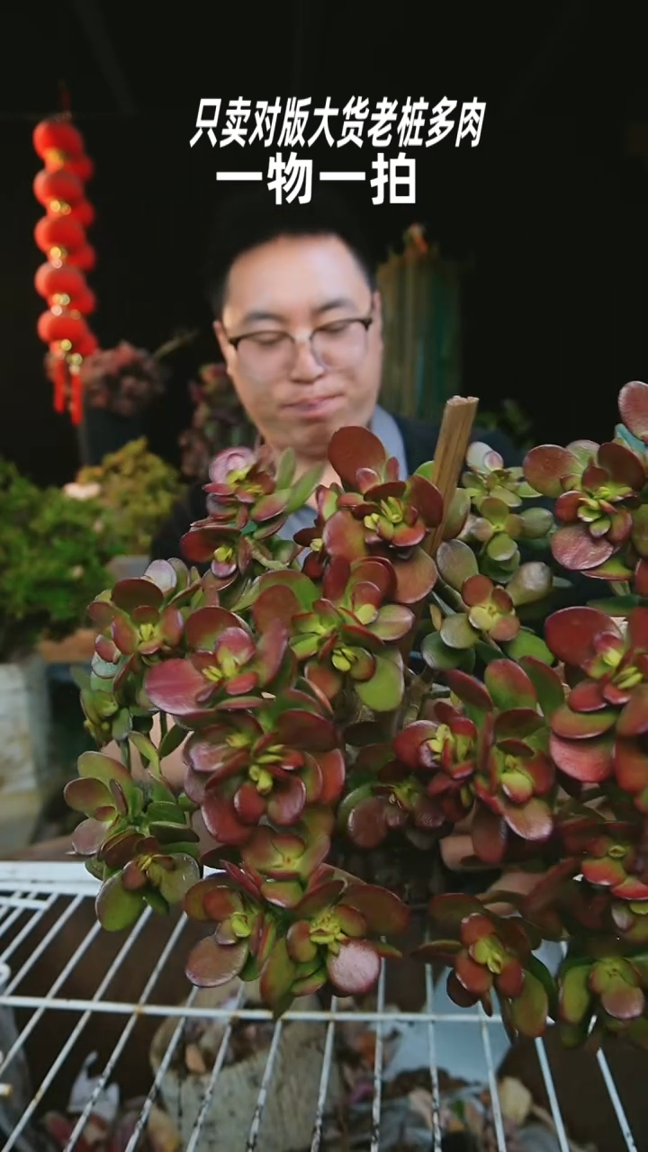 【闪购商品】86号摇钱树