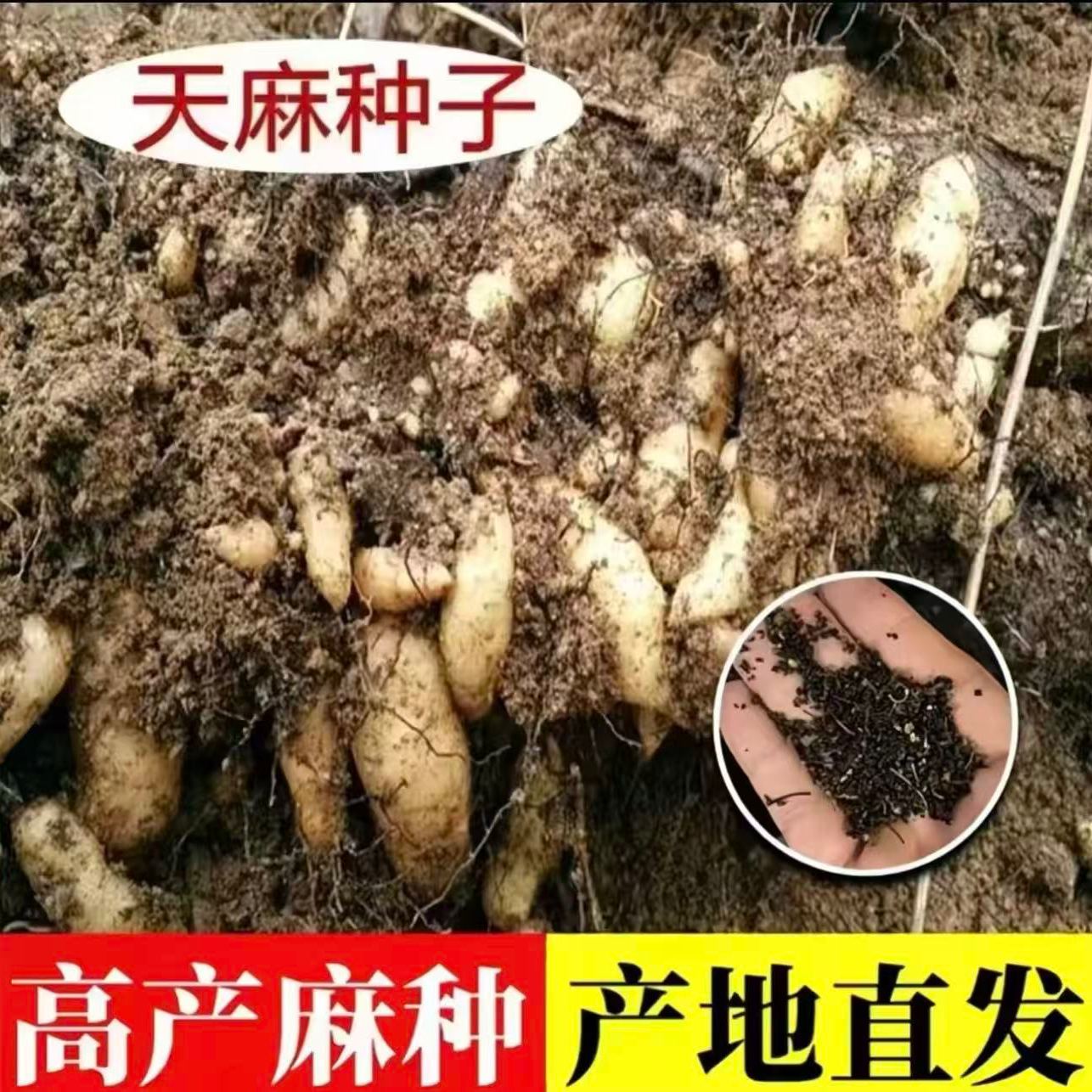 【天麻种子】四季种植盆栽阳台商品图