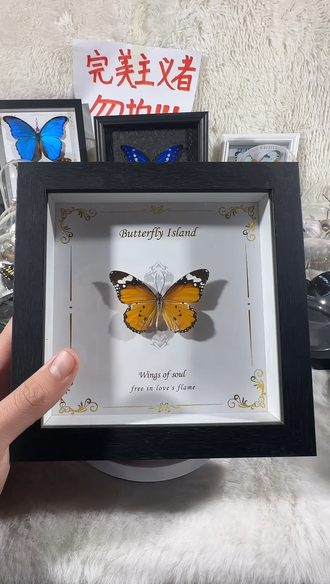 木金斑蝶相框     