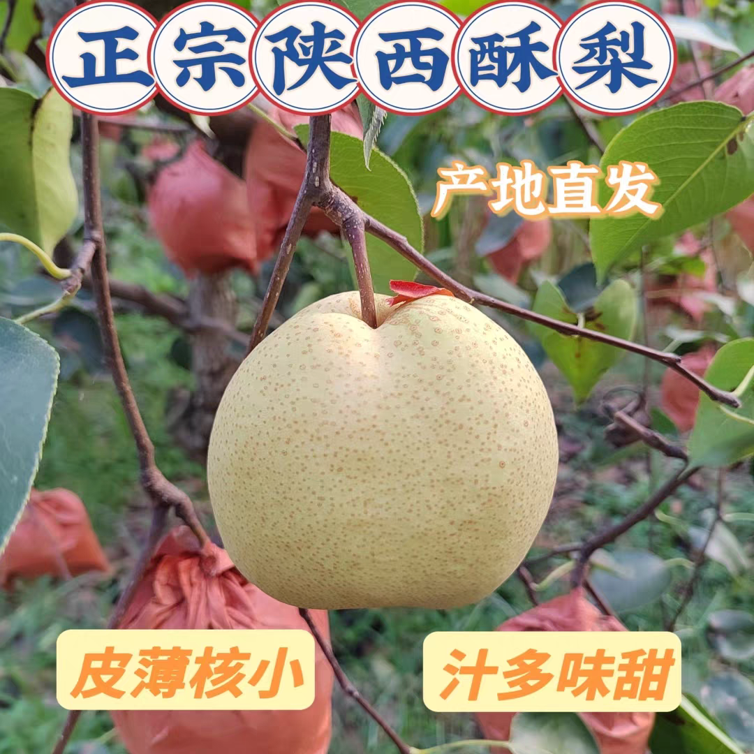 正宗陕西蒲城酥梨新鲜现摘当季水果皮薄酥脆多汁