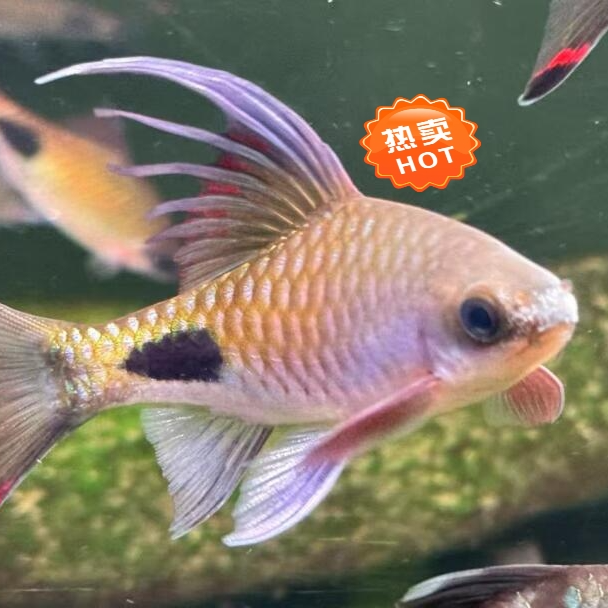 道金斯鲃直播专用一物一拍（请勿乱拍）