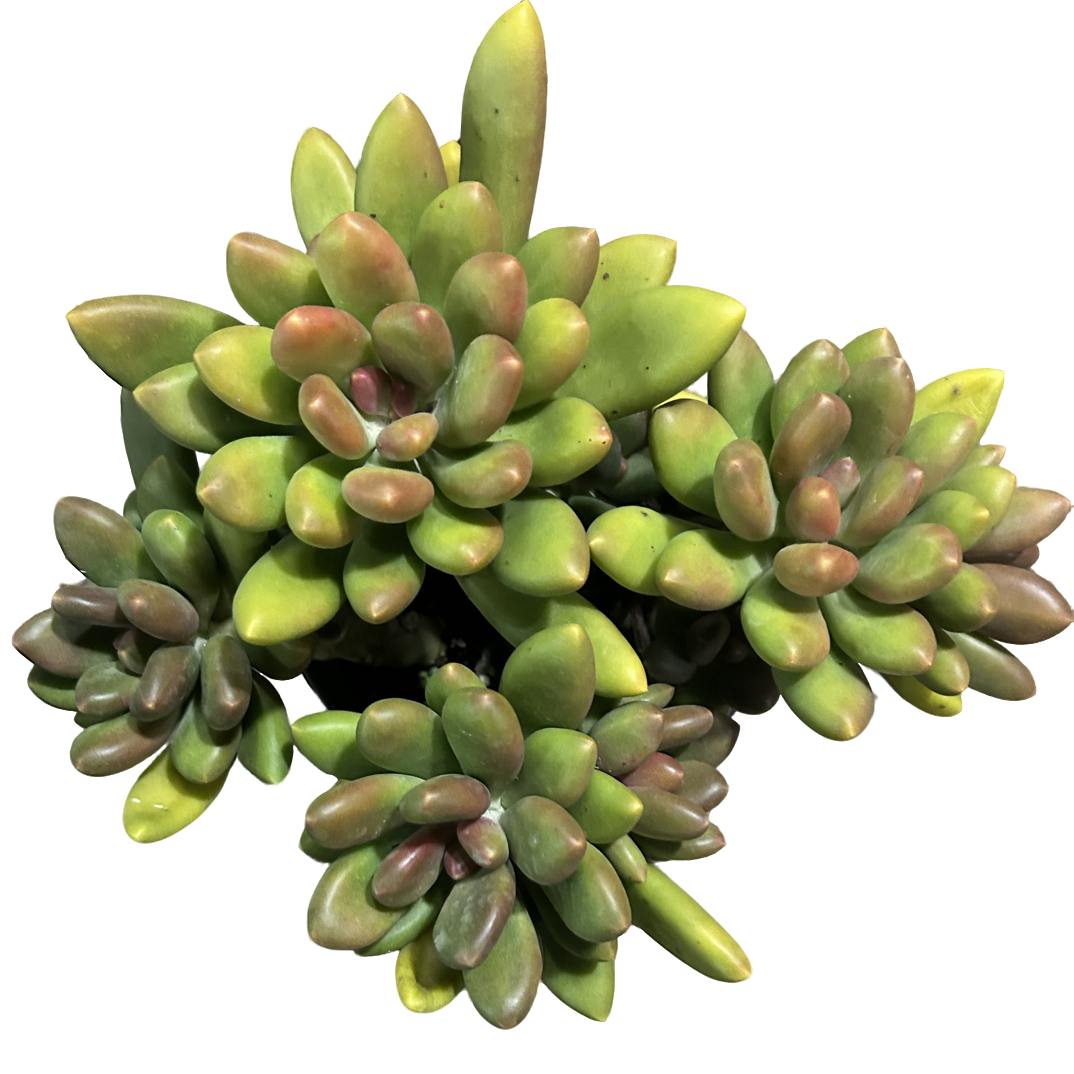 （大芒果奶）整装老桩飘枝盆栽盆景多肉