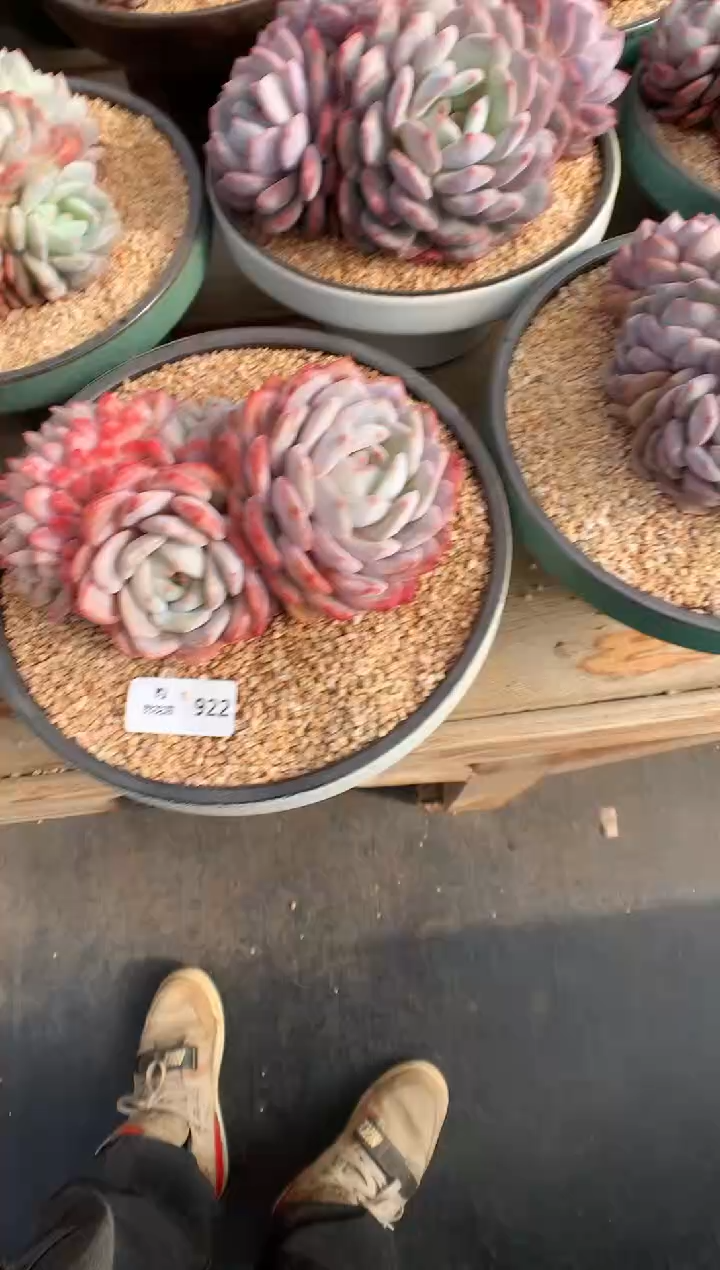 【闪购商品】922梦露缀一物一拍