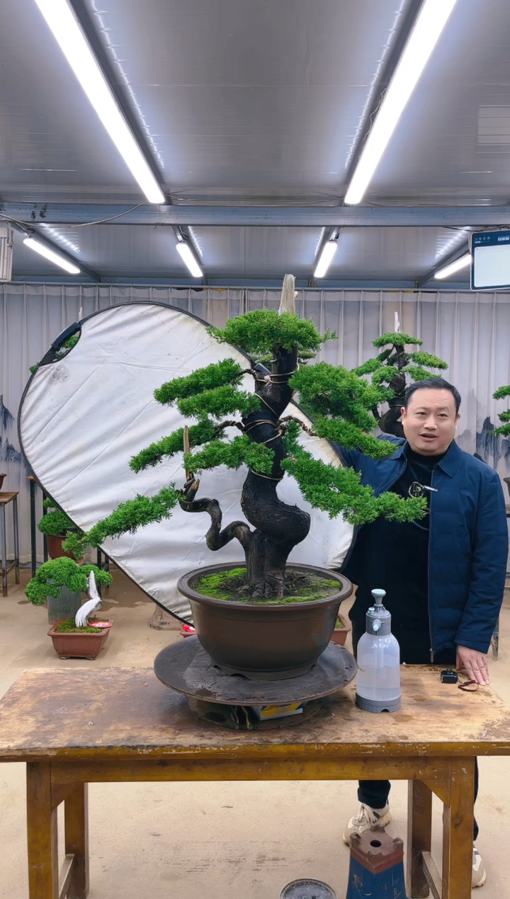 无花朵精品盆景  一物一拍